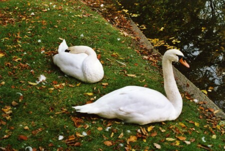 Отдохни, я подежурю...