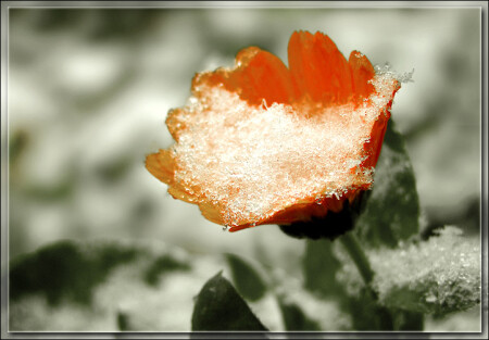 ранний снег