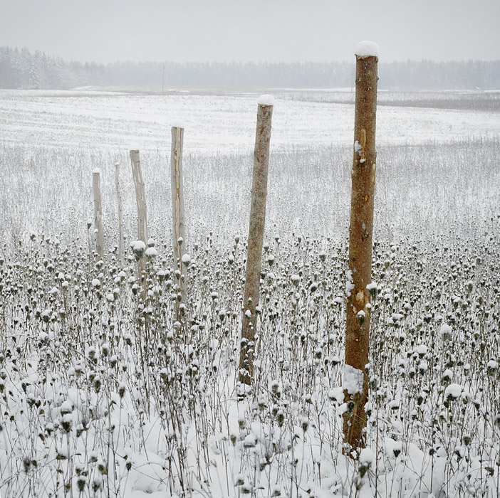 staked out landscape