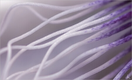 Щупальца-трогальца