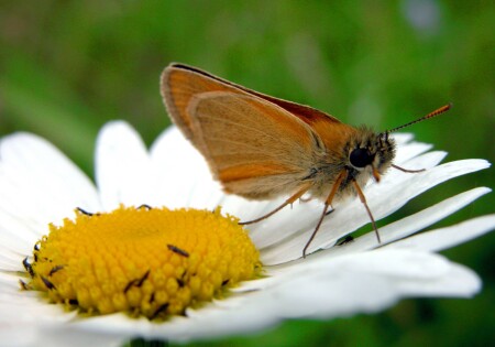 &amp;quot;Микро&amp;quot; модель