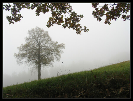 Дерево повышенной одинокости