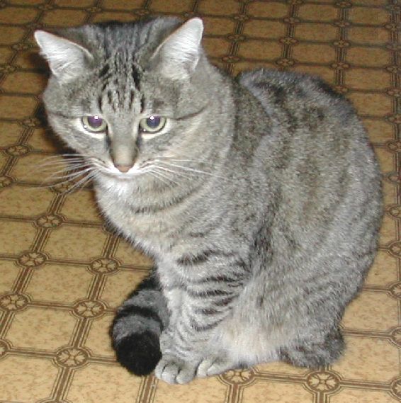 Мыслитель.