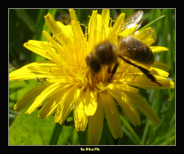 La Abeille