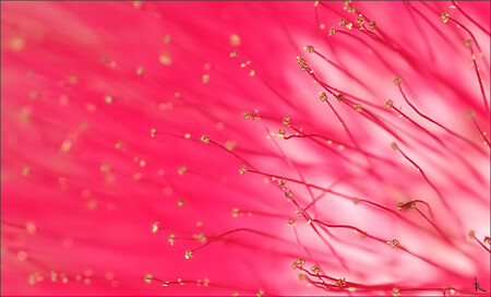 Золото в пуху