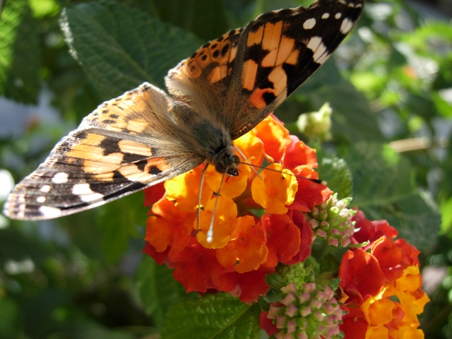 Butterfly