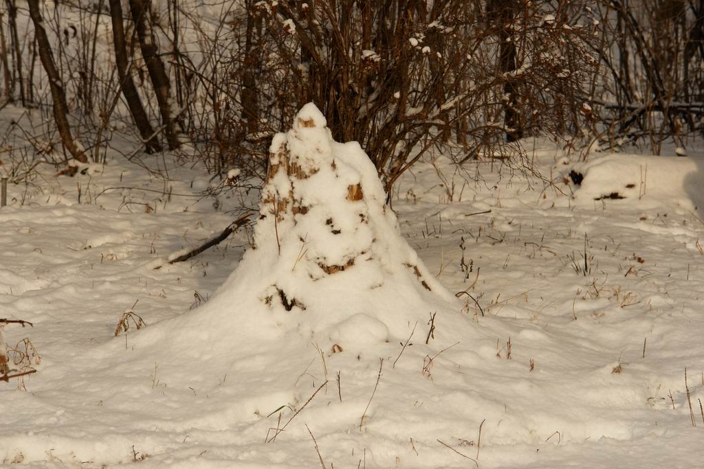 Веселый пенек