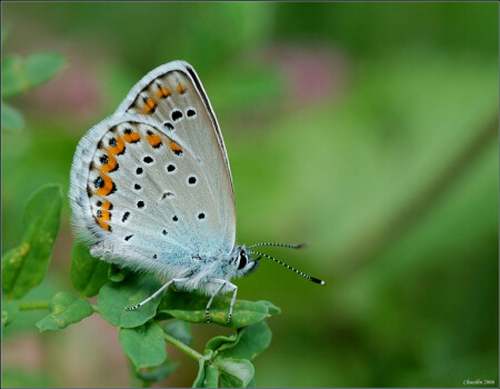 P.argyrognomon