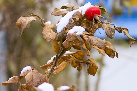 Первый снег