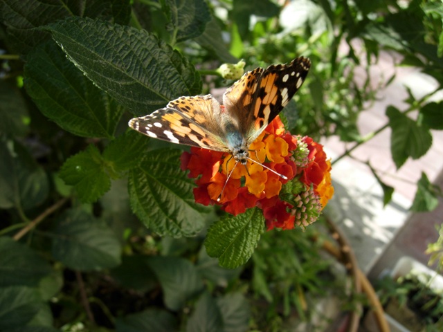Butterfly2