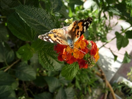 Butterfly2