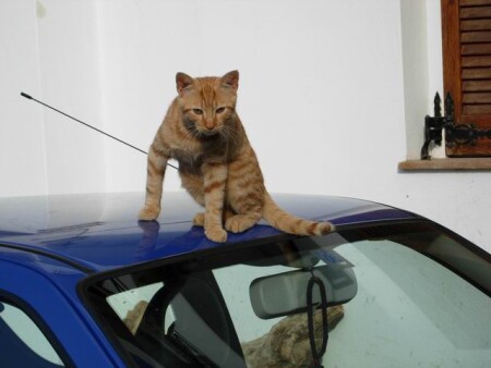 К машине не подходить!