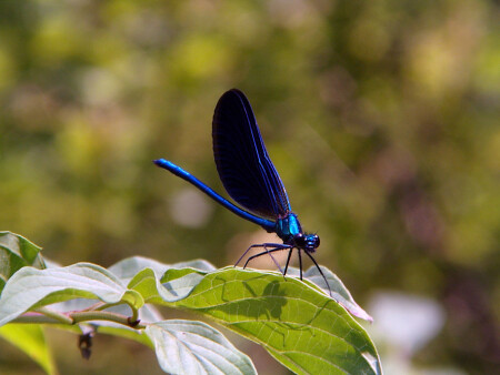 попрыгунья стрекоза 
