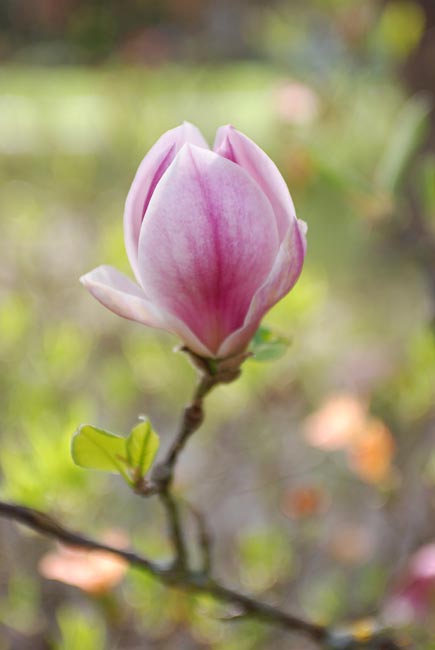 First scent of spring