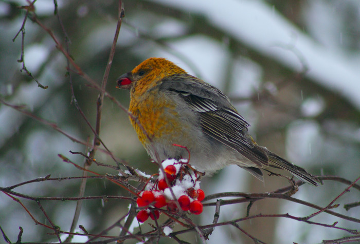 Pine Grosbeak
