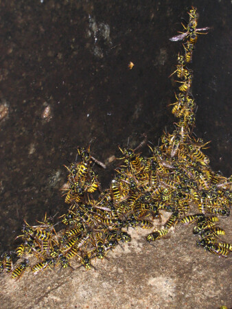 Осы (после дождя).