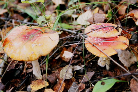 мухоморная семейка