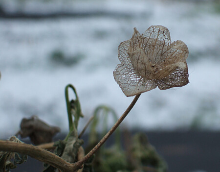всё равно цветок