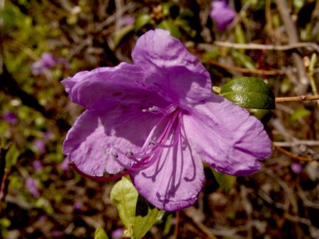 Flora incognita #9