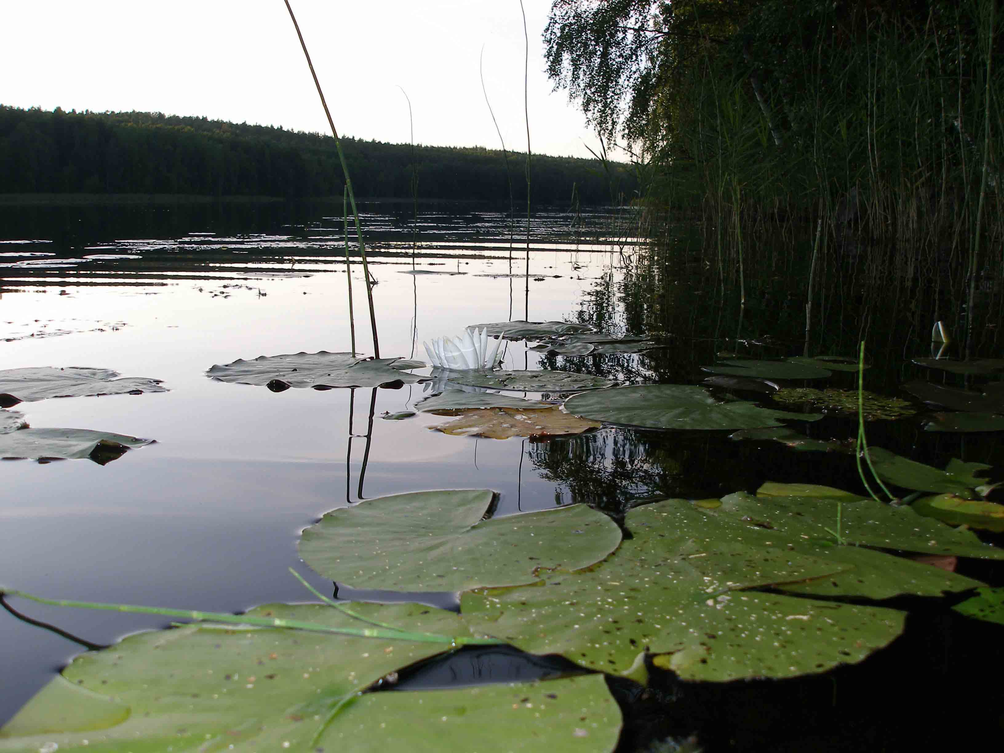 озеро в Карелии