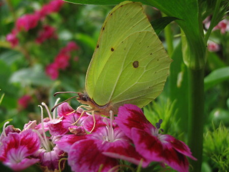 обыкнавенная капустница