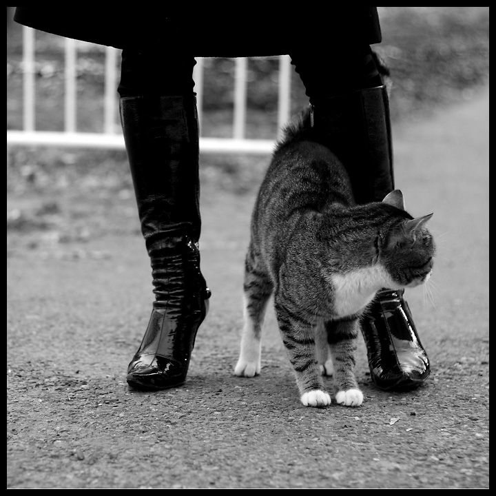 Про кота
