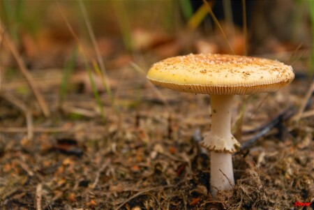 Ой, не коротковата ли юбочка?,,