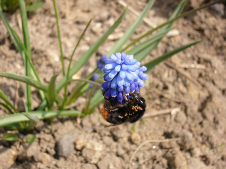 Паразитизм