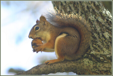 Squirrel_1