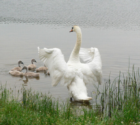 Гадкий утенок?