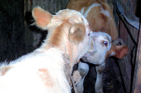 телячьи нежности