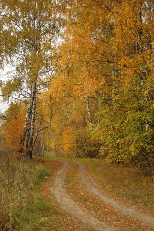 Одинокая дорога в осень