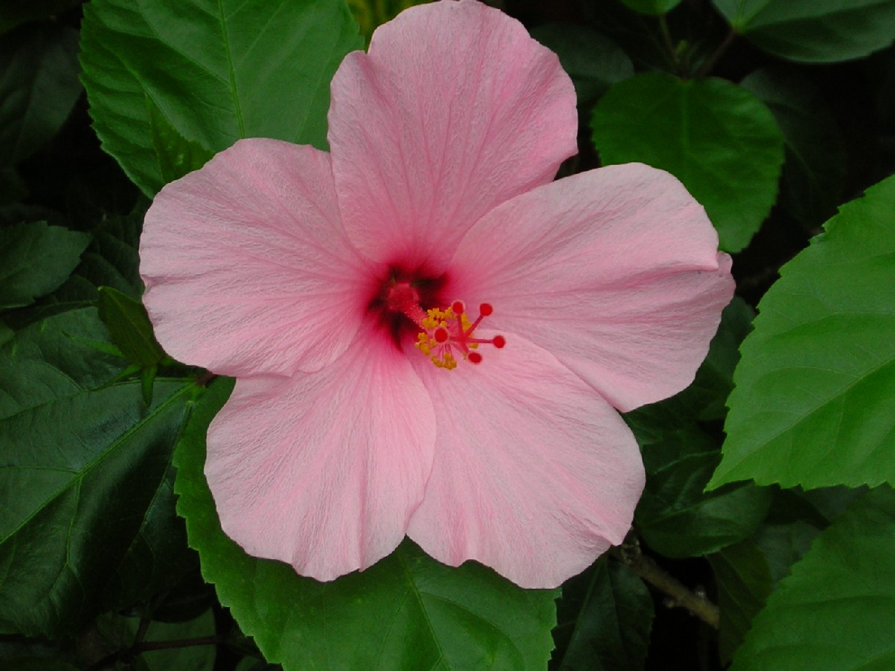 Hibiscus