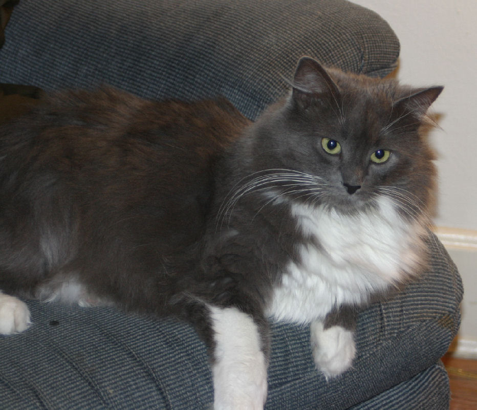 It's Meow Chair!