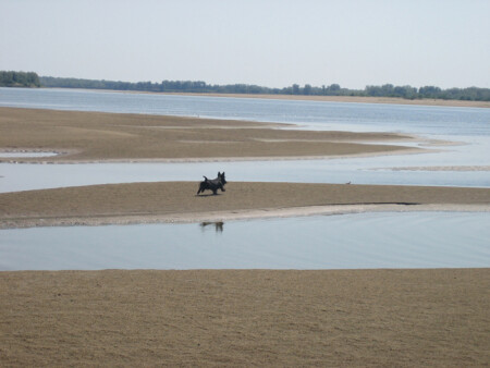 про дикого мустанга