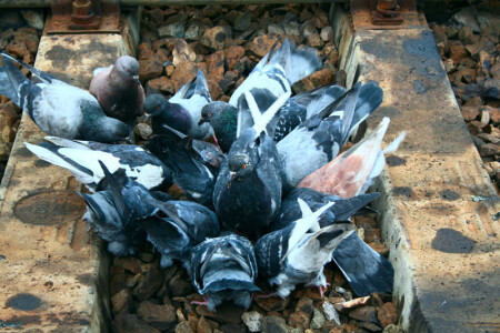 Пир на обочине