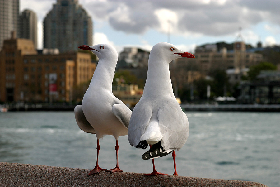 Birds and the City