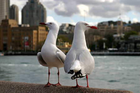 Birds and the City