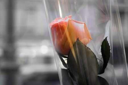 Розовое фото