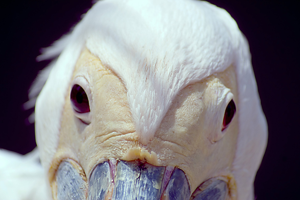 Pelican