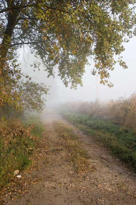 Утренний туман