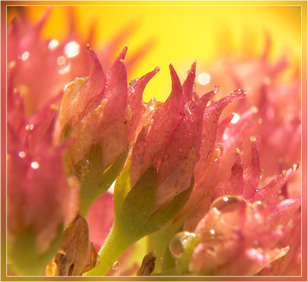 -Sedum purpureum-