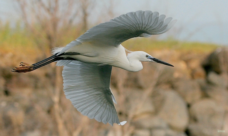 МАЛАЯ БЕЛАЯ ЦАПЛЯ LITTLE EGRET
