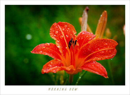 # MORNING DEW #
