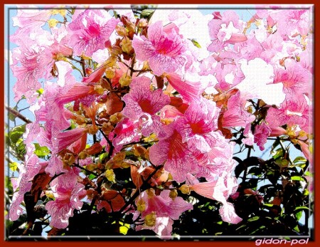 цветочки осени