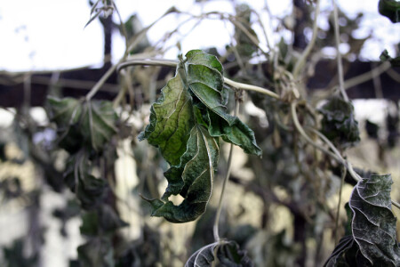 Агония осени