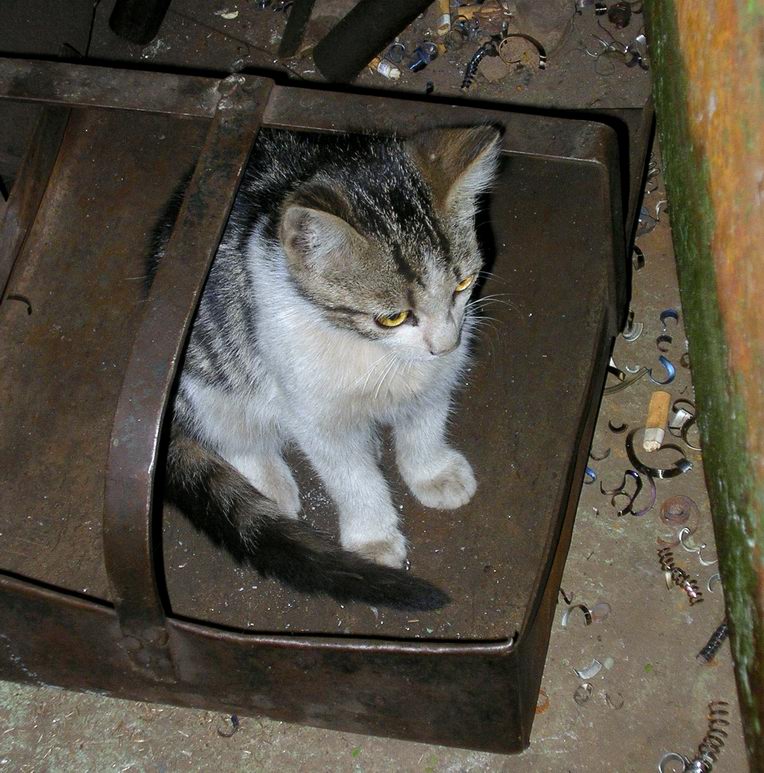 Котейко в совке...