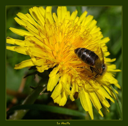 La Abeille