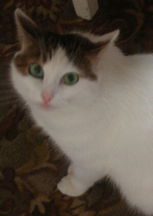cat