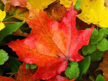 Жизнь прекрасна...